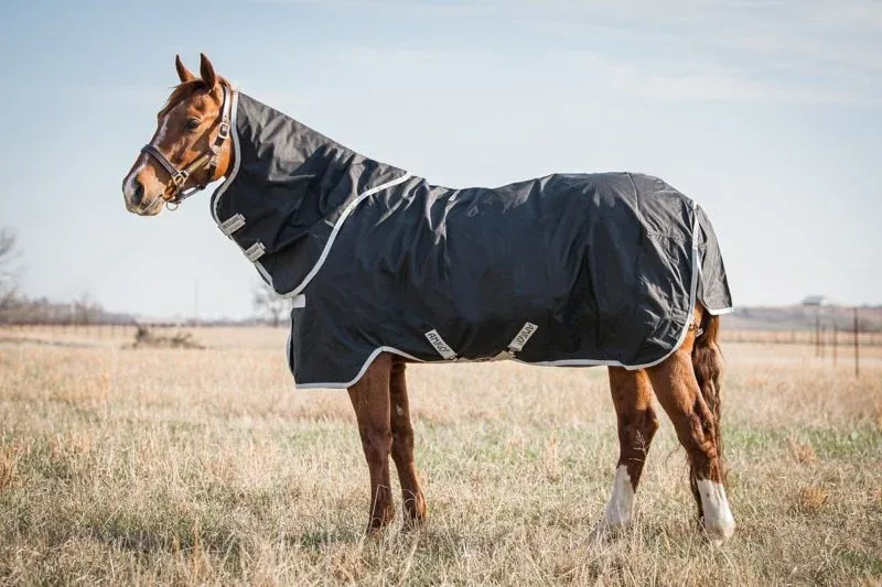 Amigo Stock Horse Plus TO 0g - Image 2