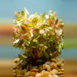 Ammania gracilis
