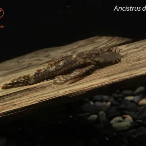Ancistrus damasceni