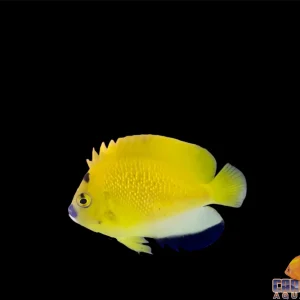 Angel - Flagfin Sm/Md