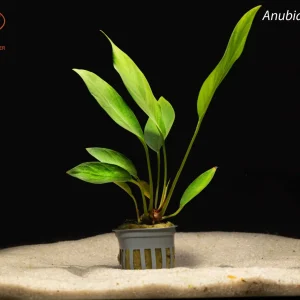Anubias congensis