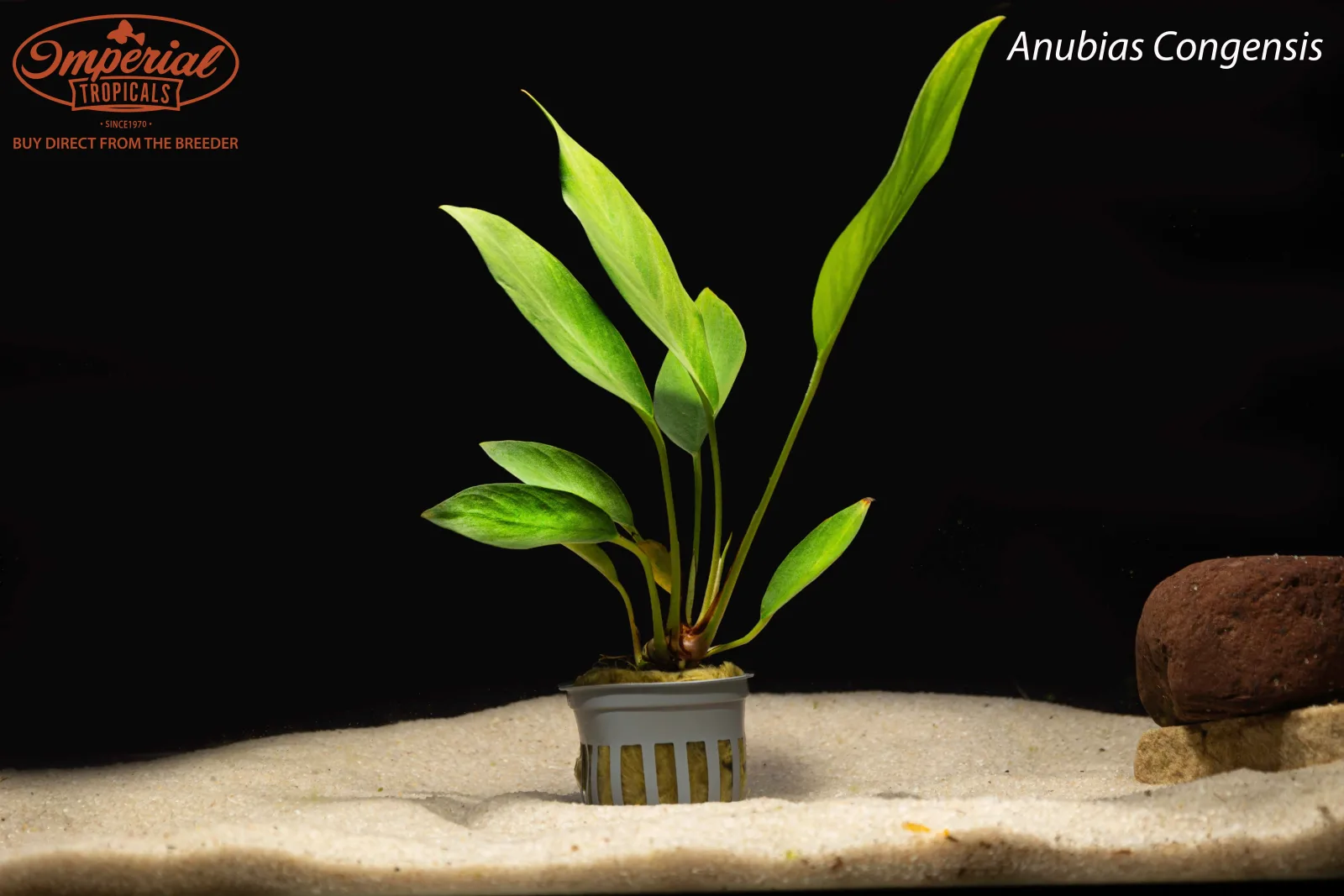 Anubias congensis