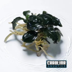 Anubias Dark Angel Med