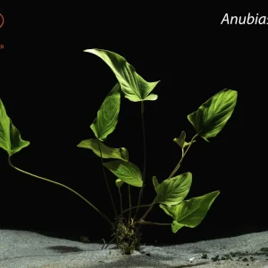 Anubias gigantea