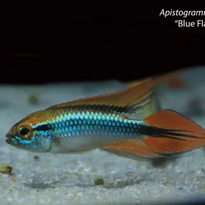 Apistogramma agassizii “Blue Flame”