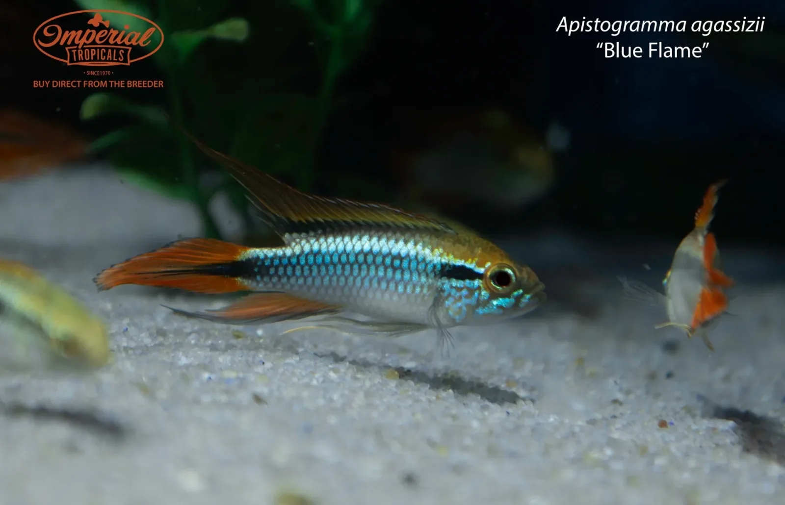 Apistogramma agassizii “Blue Flame” - Image 2