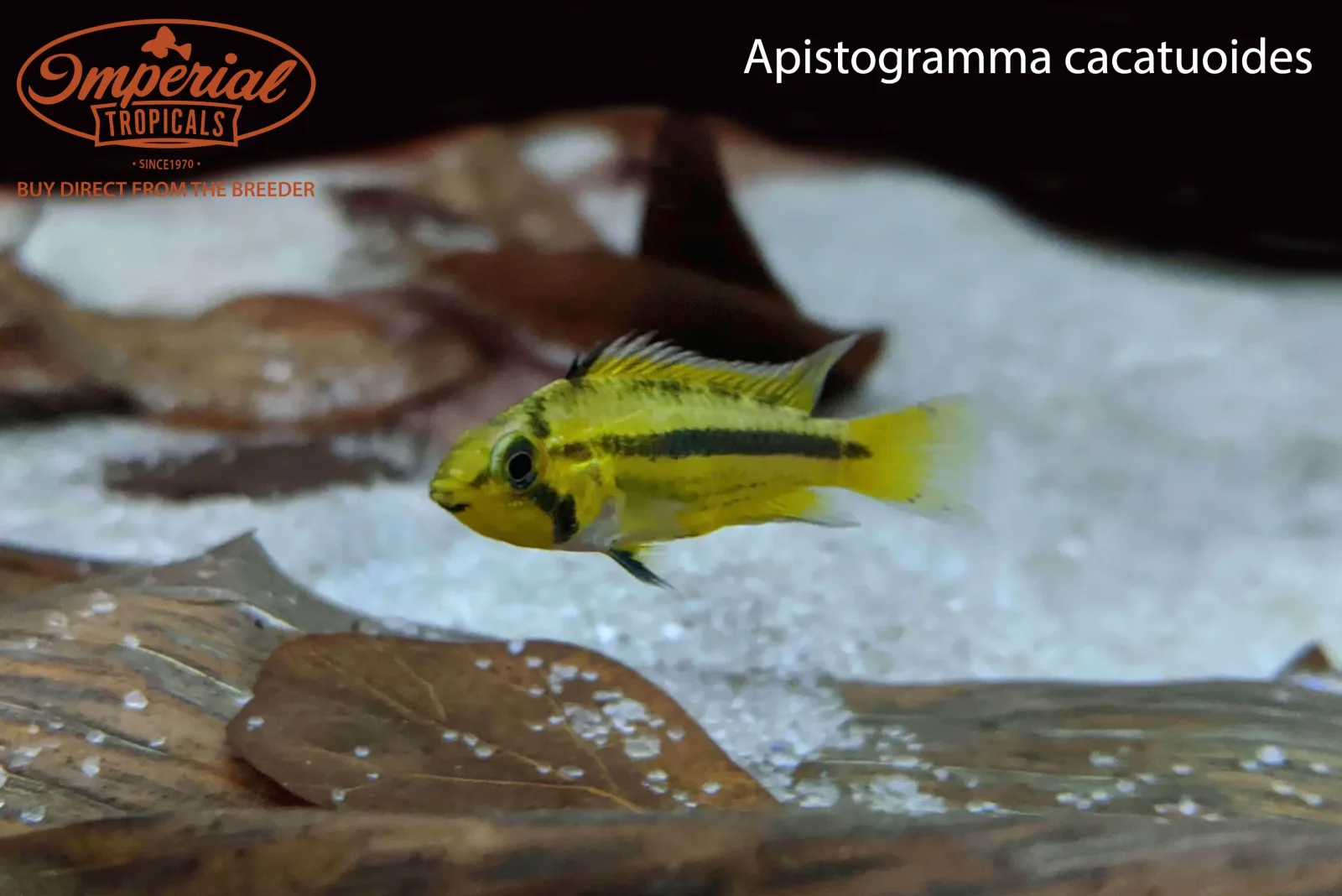 Apistogramma cacatuoides - Image 2