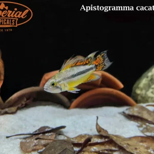 Apistogramma cacatuoides