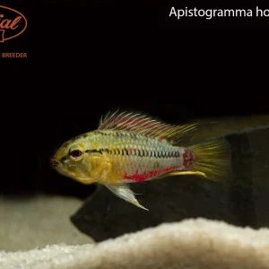 Apistogramma hongsloi