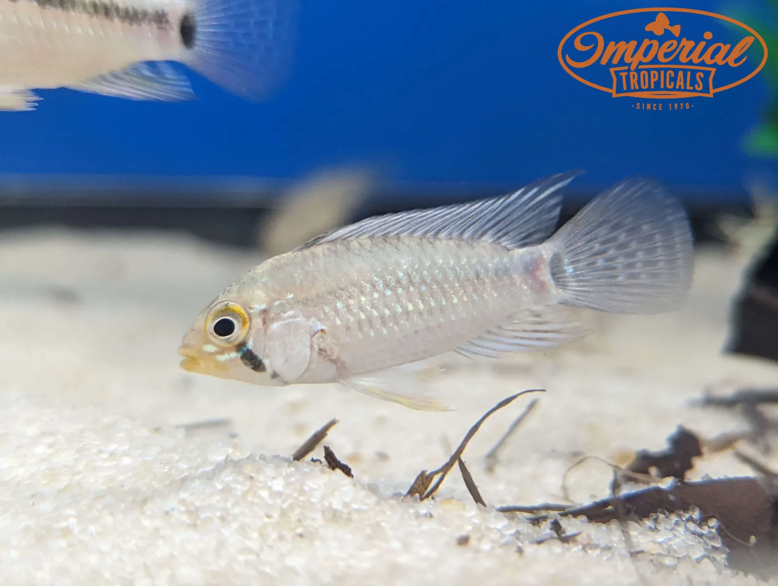 Apistogramma sp. Nanay/Melgar - Image 2