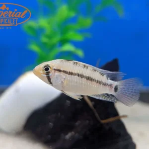 Apistogramma sp. Nanay/Melgar
