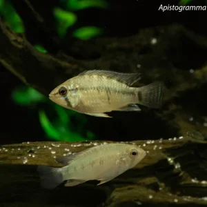 Apistogramma sp. "Winkelfleck"