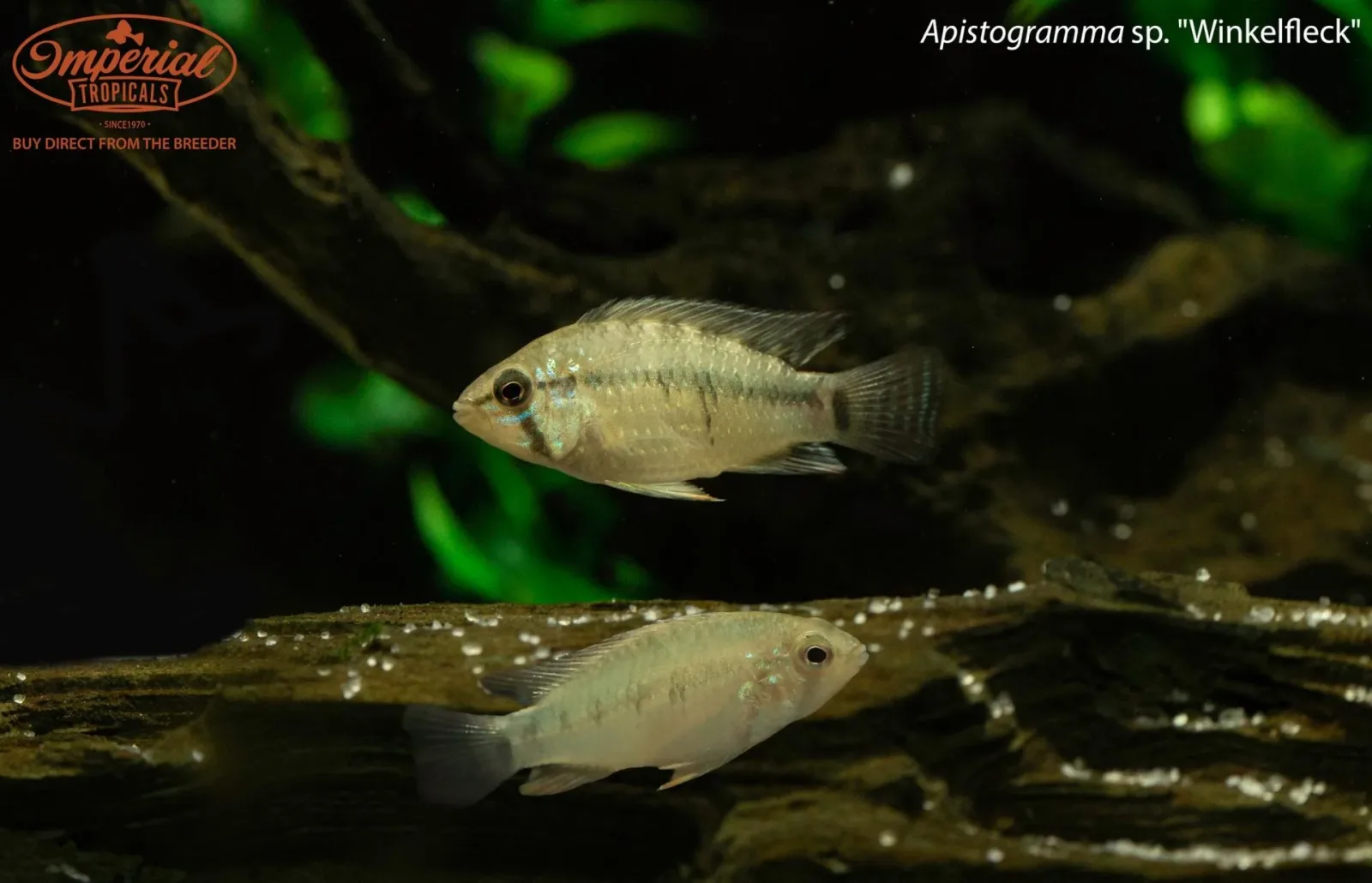 Apistogramma sp. "Winkelfleck"