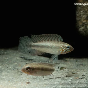 Apistogramma uaupesi