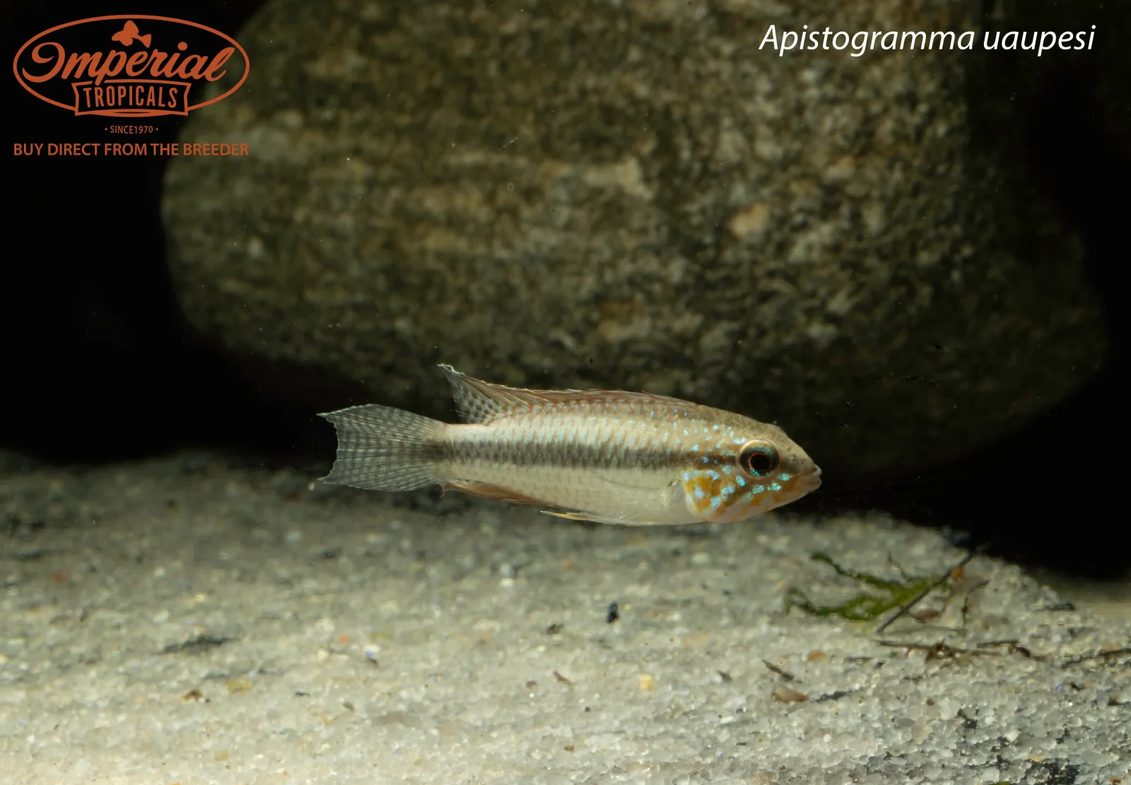 Apistogramma uaupesi - Image 2