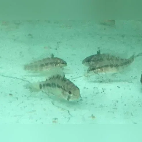 Apistogramma Wild (Lot of 4)