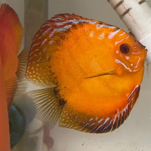 Apricot Discus (Symphysodon aequifasciata)