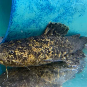 Apure Jelly Catfish (Cephalosilurus apurensis)
