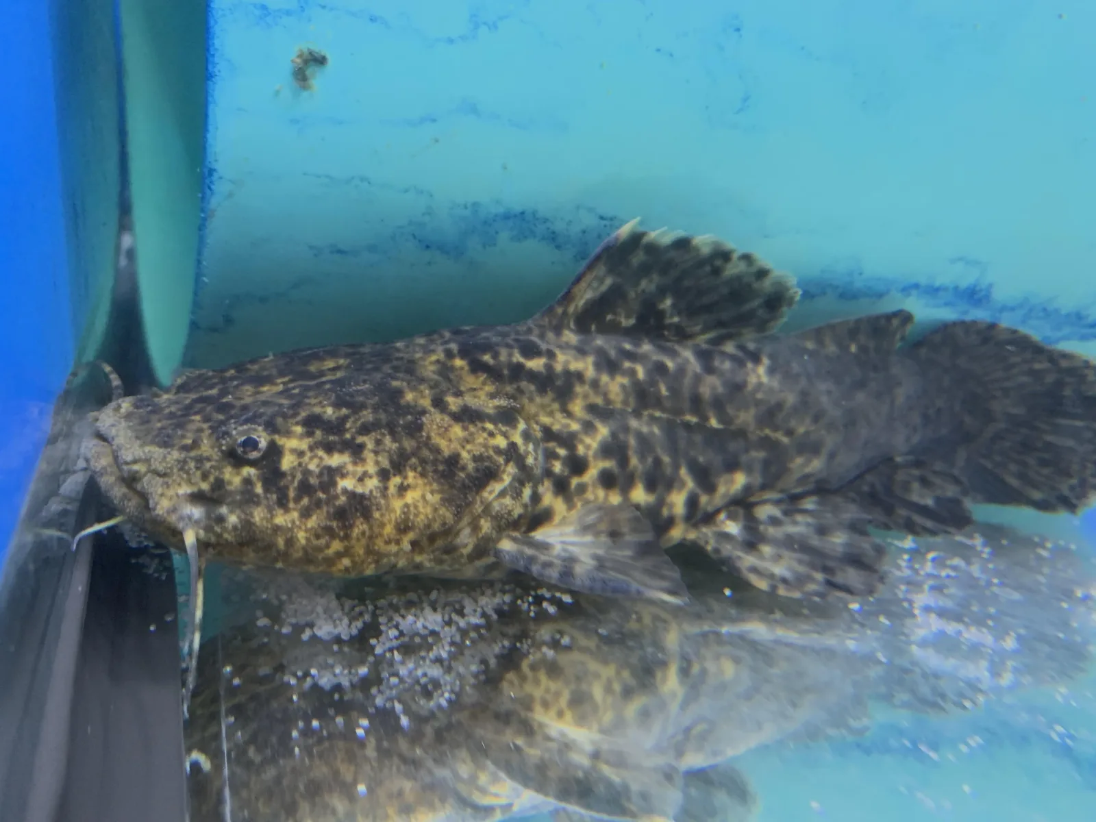 Apure Jelly Catfish (Cephalosilurus apurensis) - Image 2