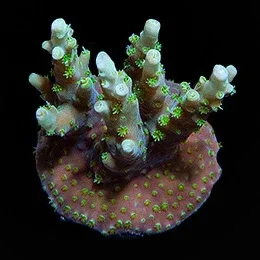 Aquacultured Aussie Orchid Berry (Acropora sp.) - ORA