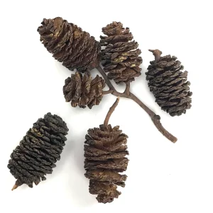 AquaLife Alder Cones, 50 gr.