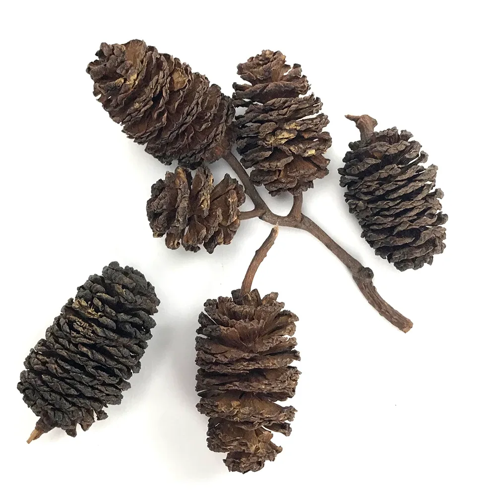 AquaLife Alder Cones, 50 gr.