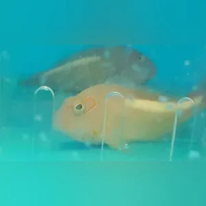 Arc Eye Hawkfish