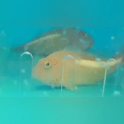 Arc Eye Hawkfish