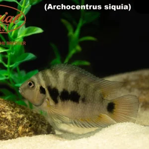 Archocentrus siquia "Rio Bagrace"
