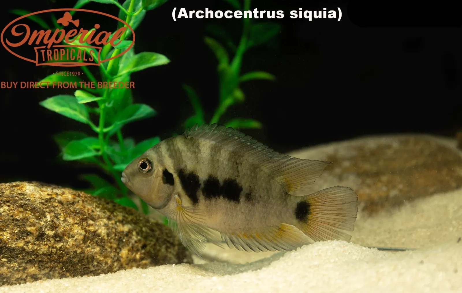 Archocentrus siquia "Rio Bagrace"