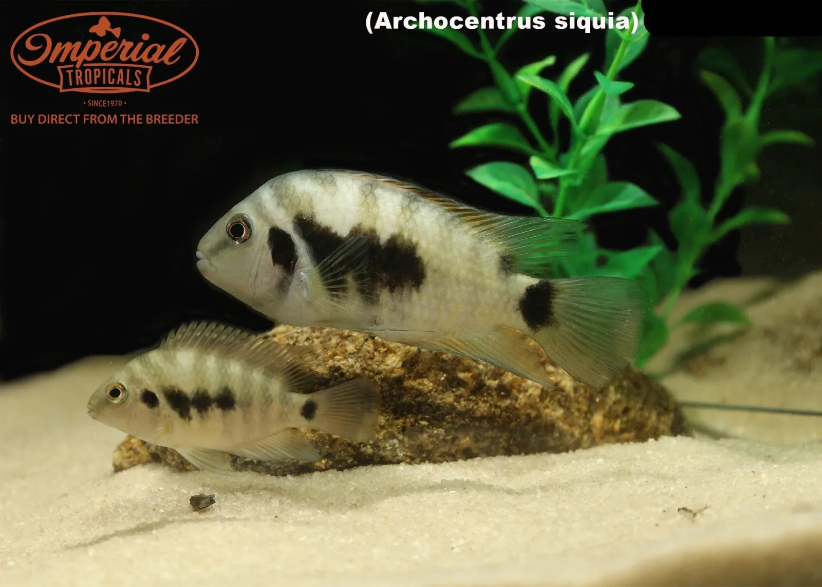 Archocentrus siquia "Rio Bagrace" - Image 2