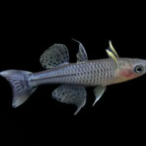Aru II Gertrude’s Spotted Blue Eye Rainbowfish (Pseudomugil gertrudae) - Tank-Bred!