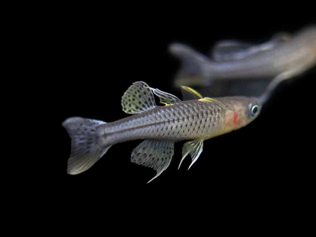 Aru II Gertrude’s Spotted Blue Eye Rainbowfish (Pseudomugil gertrudae) - Tank-Bred! - Image 2