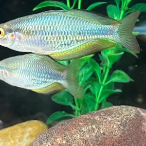 Aru Rainbowfish (Melanotaenia picta)