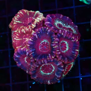 Asian Multi-Acan Colony WYSIWYG - SAQ Coral Farm