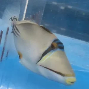 Assassi Triggerfish