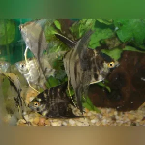 Assorted Angelfish 3″ (Lot of 4)