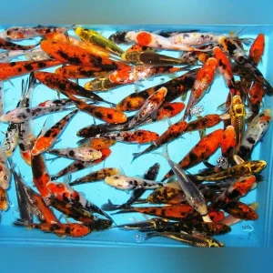 Assorted Butterfly Koi – 5-6″ (Lot of 4)