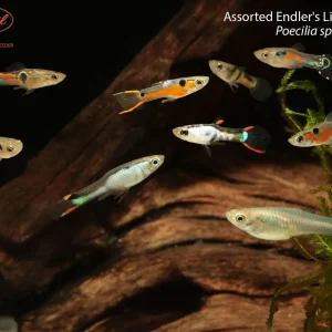 Assorted Endler's Livebearer (Poecilia sp.)