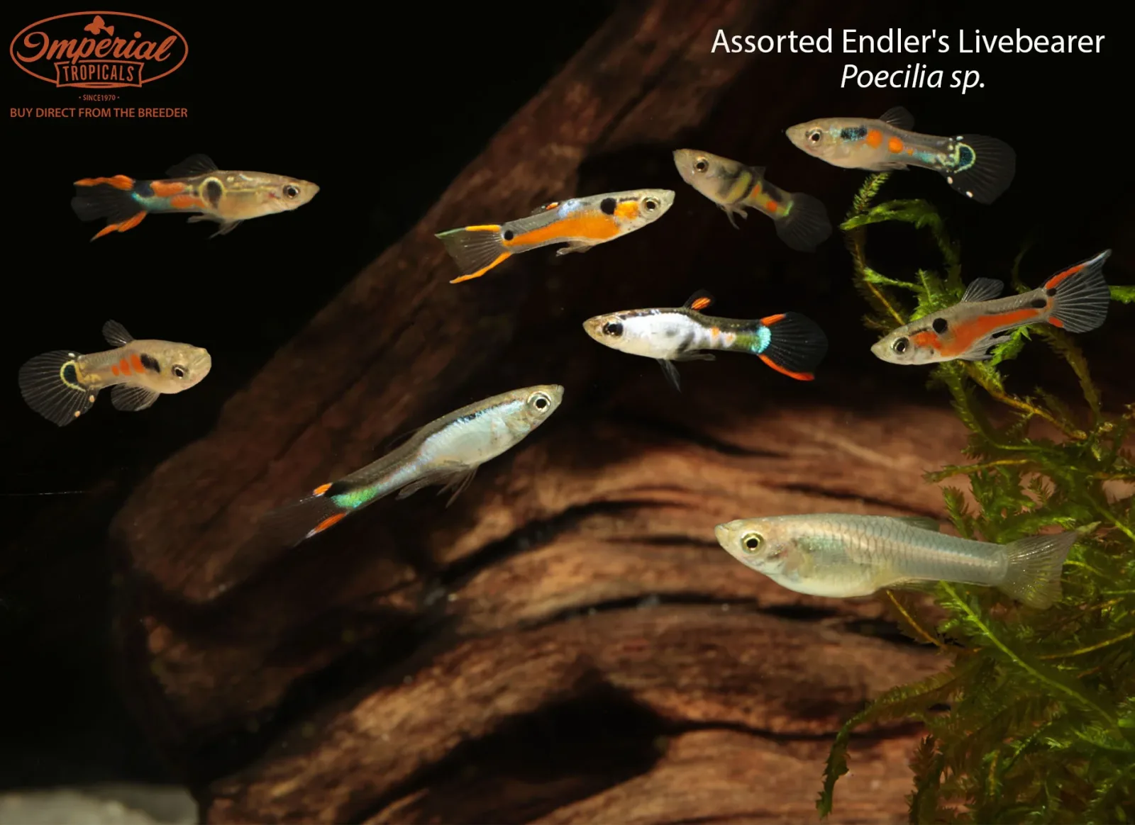 Assorted Endler's Livebearer (Poecilia sp.)