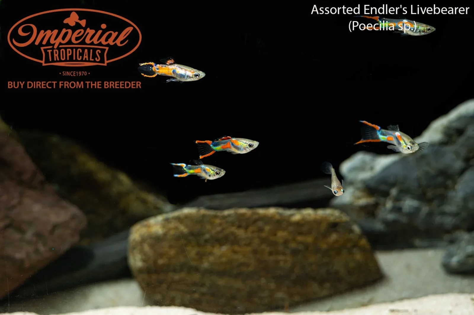 Assorted Endler's Livebearer (Poecilia sp.) - Image 2