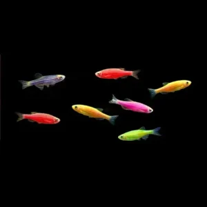 Assorted Glofish Danio (6 Pack)