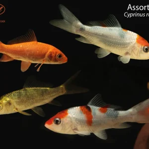 Assorted Koi (Cyprinus rubrofuscus)