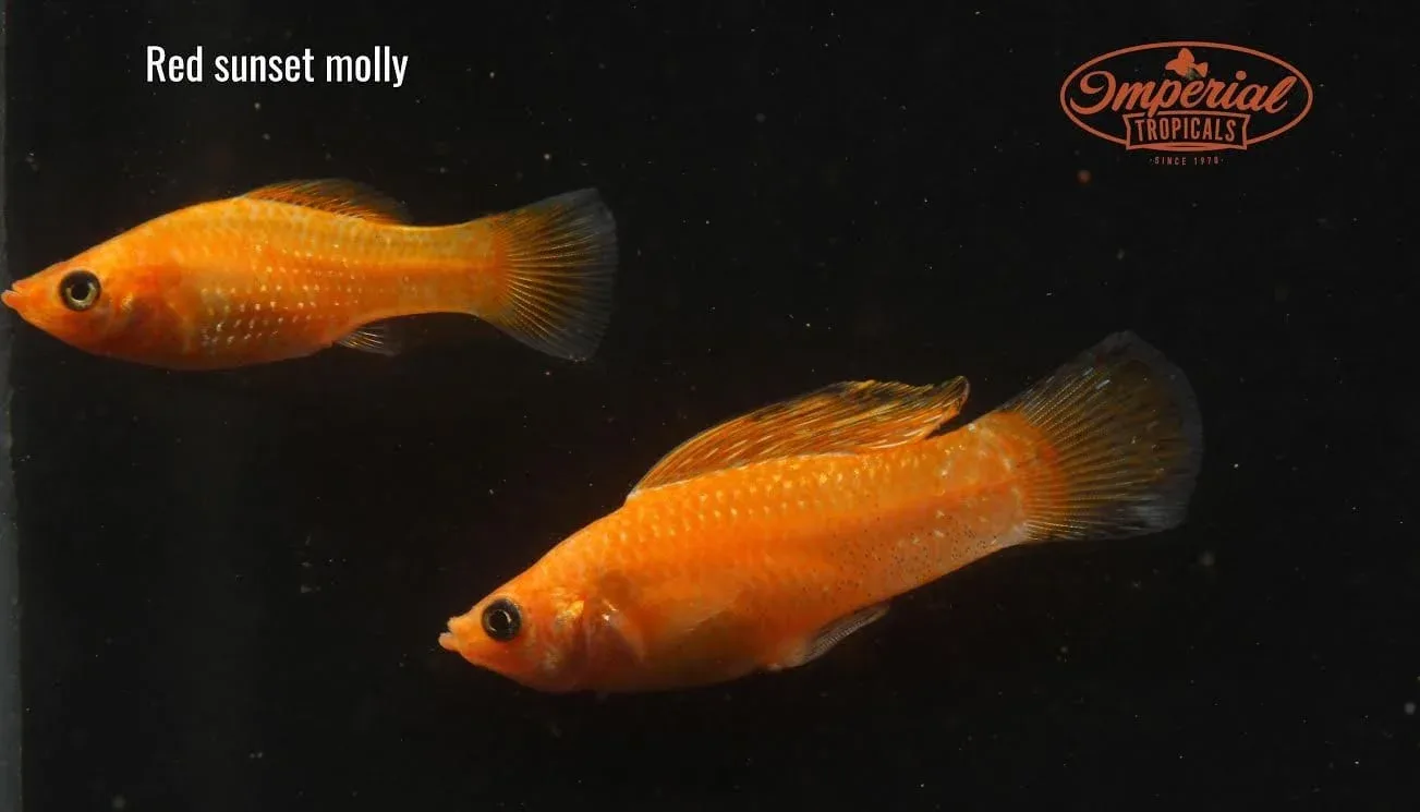 Assorted Molly Package (Poecilia sphenops) - Image 2