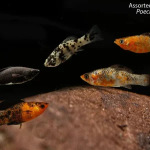 Assorted Molly Package (Poecilia sphenops)