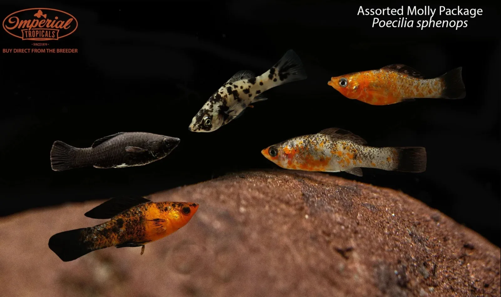 Assorted Molly Package (Poecilia sphenops)