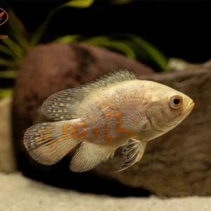 Assorted Oscar (Astronotus ocellatus)