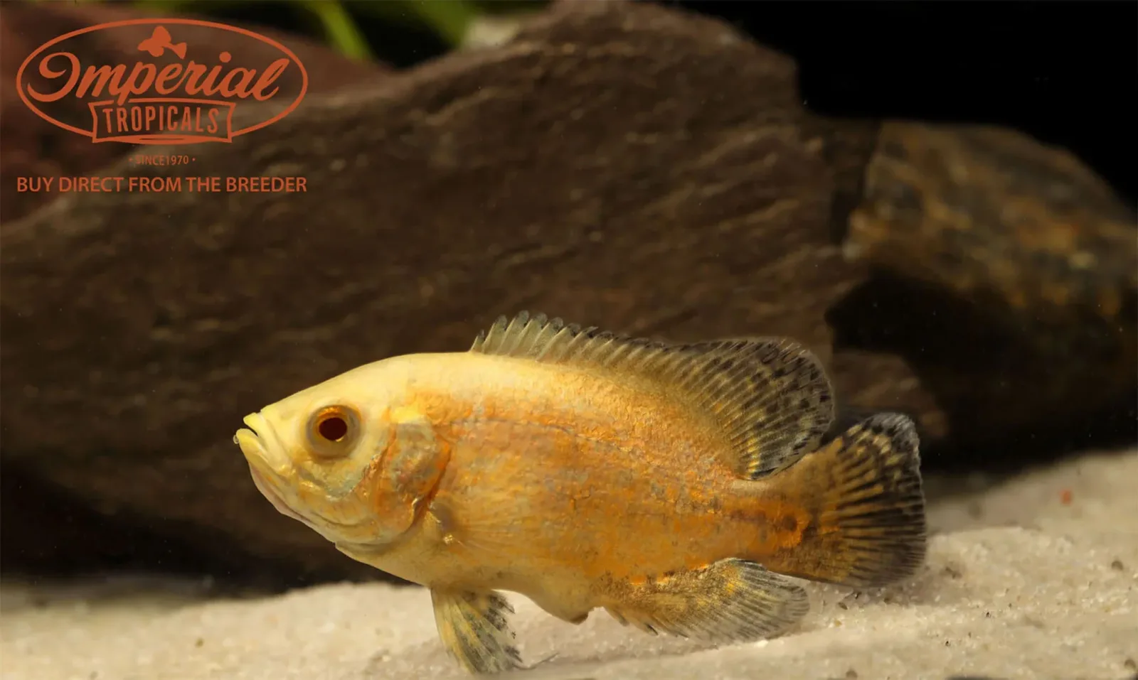 Assorted Oscar (Astronotus ocellatus) - Image 2