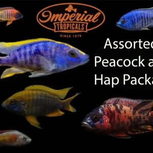 Assorted Peacock/Hap Cichlid Package