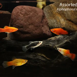 Assorted Platy (Xiphophorus maculatus)